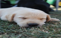 Labrador Retriever dogs for sale: Stunning Labrador KC Registered Puppies - Image 9