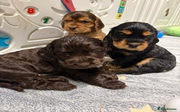 Cocker Spaniel dogs for sale: Beautiful black & tan female available  - Image 3