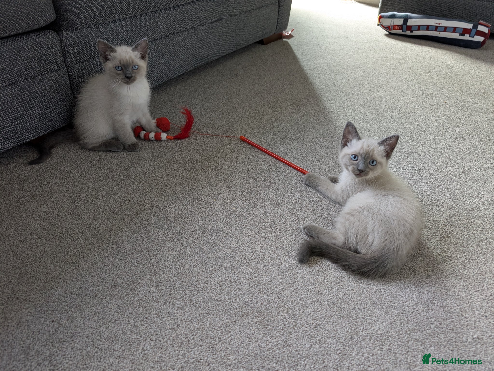 Ragdoll cats Two shorthaired Ragdolls - Ready now  - Advert 1