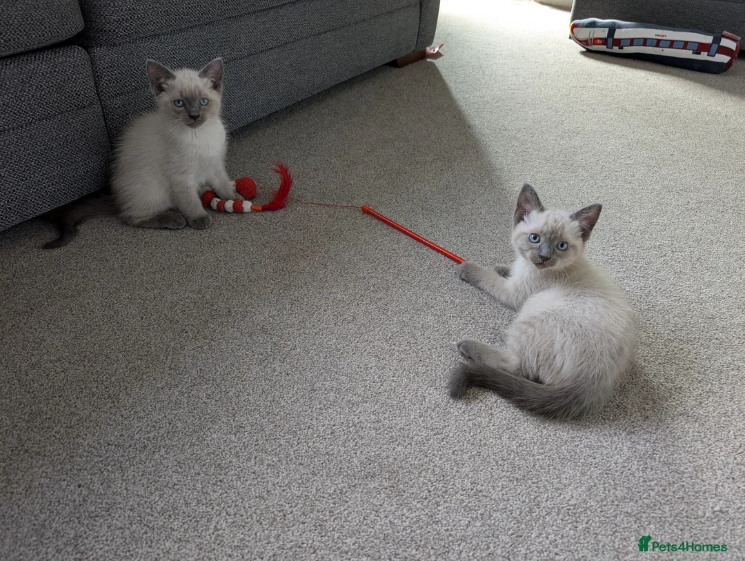 Ragdoll cats for sale: Two shorthaired Ragdolls - Ready now  - Advert 1