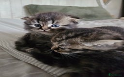 Mixed Breed cats for sale: British Shorthair blue x Siberian  - Image 1
