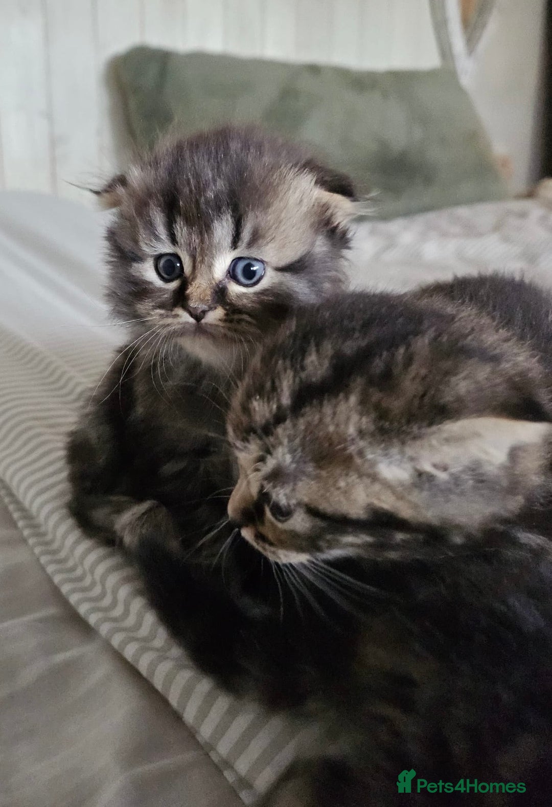 Mixed Breed cats for sale: British Shorthair blue x Siberian  - Image 1