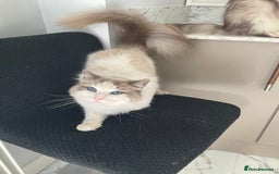 Ragdoll cats for sale: Frankie blue eye - Image 3