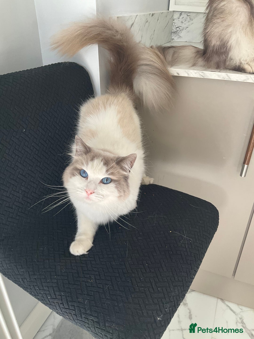 Ragdoll cats for sale: Frankie blue eye - Image 3