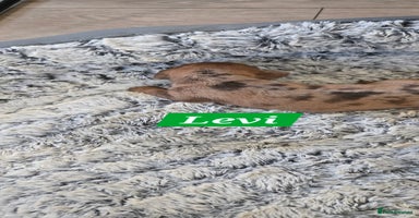 Dachshund dogs Beautiful Dapple Dachunds - Advert 6