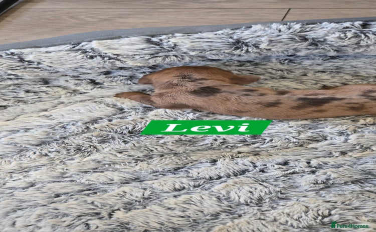 Dachshund dogs Beautiful Dapple Dachunds - Advert 4