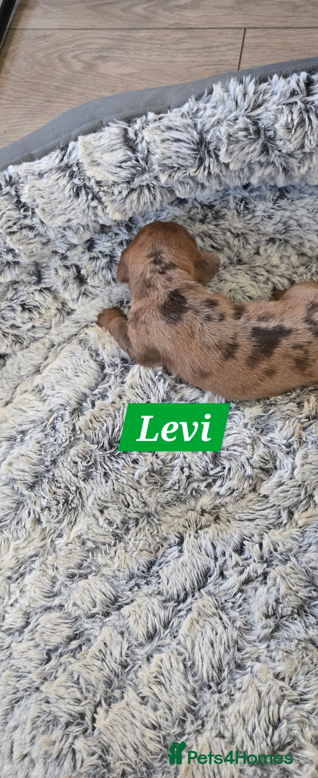 Dachshund dogs for sale: Beautiful Dapple Dachunds - Image 11