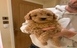 Cavapoo dogs for sale: Extensively health tested F1b teddy bear Cavapoos  - Advert 15