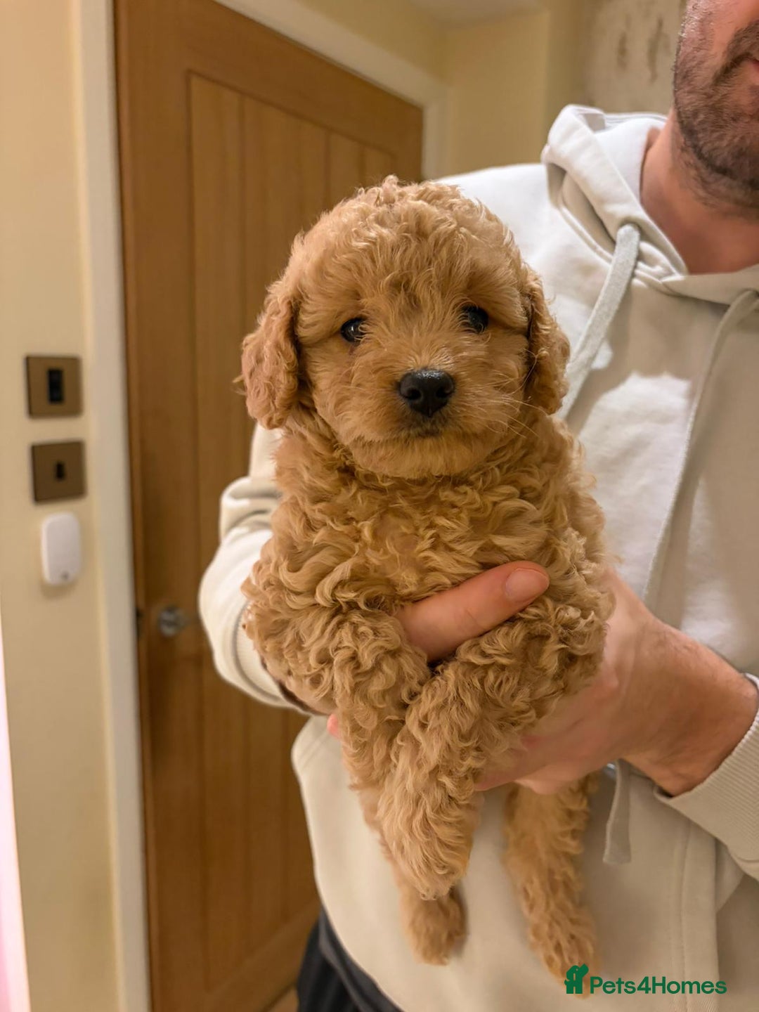 Cavapoo dogs for sale: Extensively health tested F1b teddy bear Cavapoos  - Advert 15