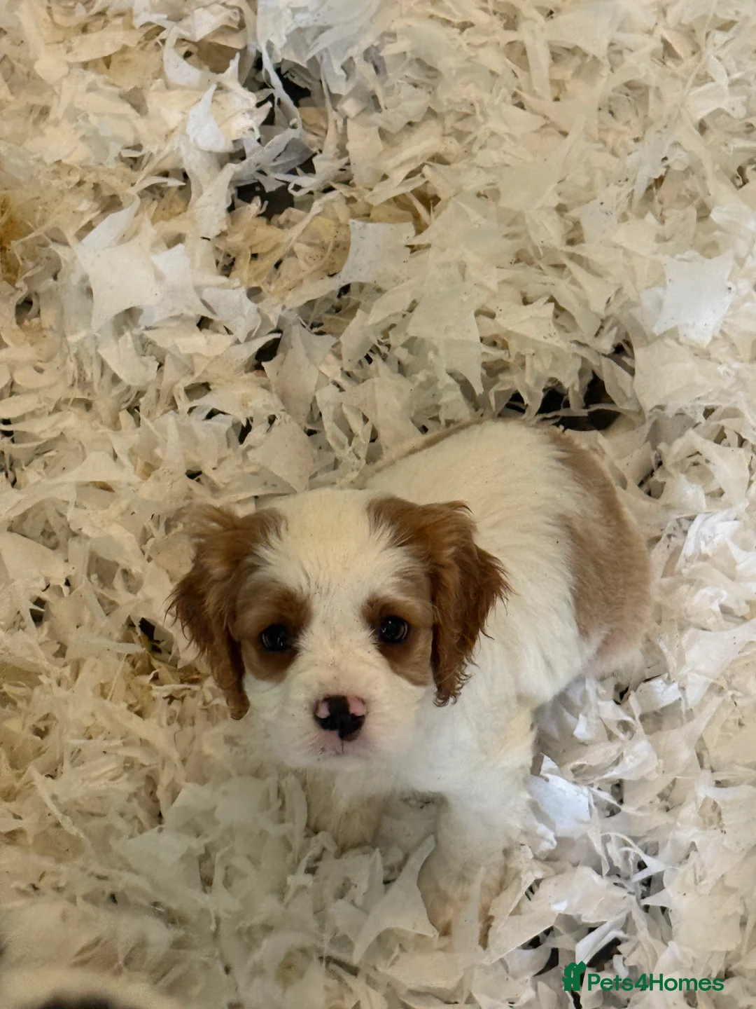 Mixed Breed dogs for sale: Ready Now Cracking Cockalier Boys  - Advert 1