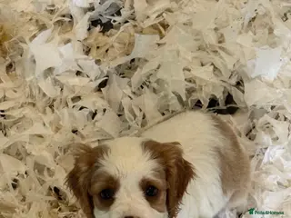 Mixed Breed dogs Ready Now Cracking Cockalier Boys - Advert 3