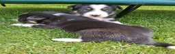 Border Collie dogs for sale: Stunning Collie puppies from working parents in Belper - Advert 14