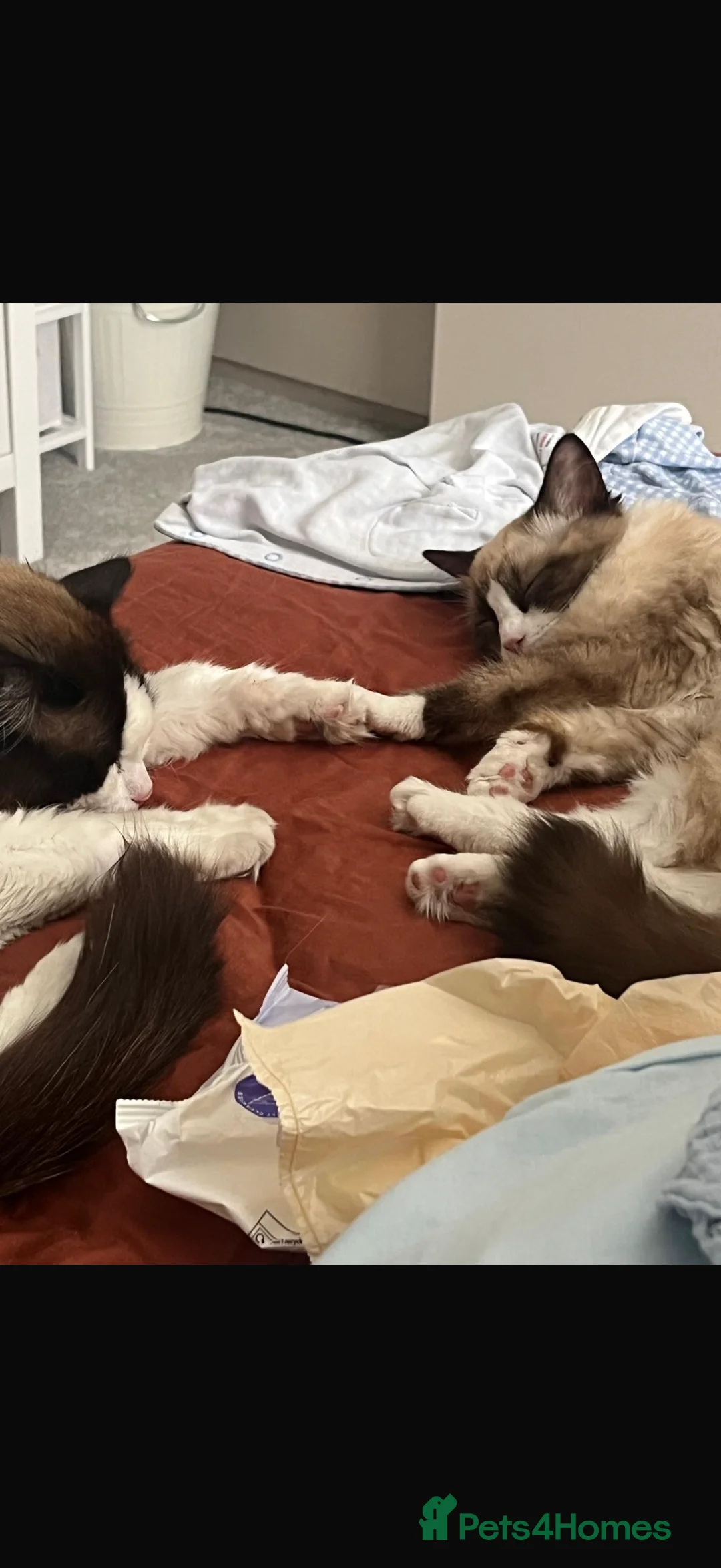 Ragdoll cats for sale: Ragdolls for adoption together  - Advert 2