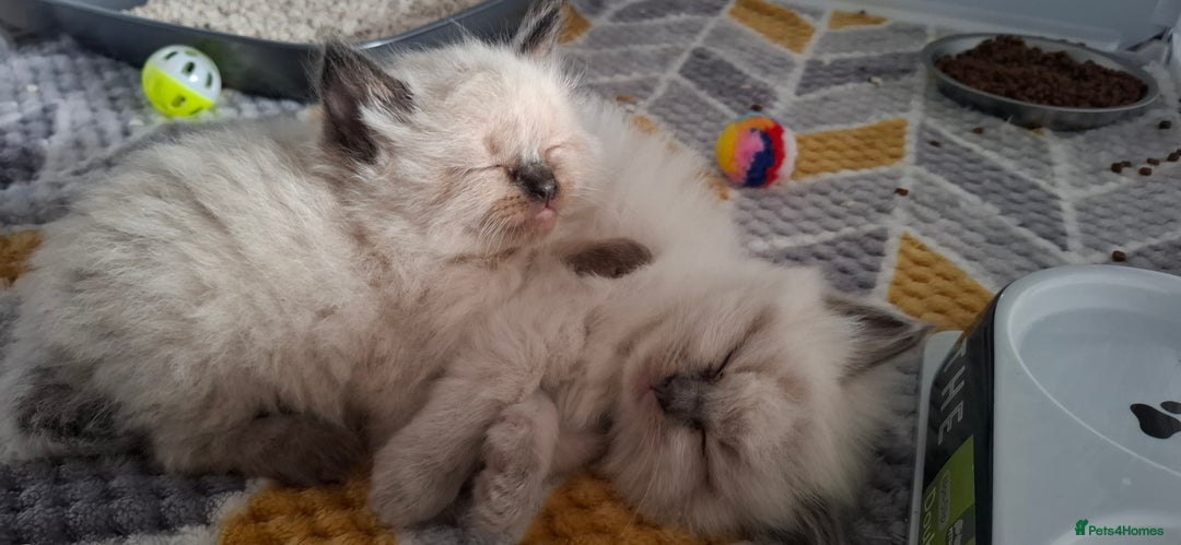 Ragdoll cats for sale: Ragdoll babies  - Image 9