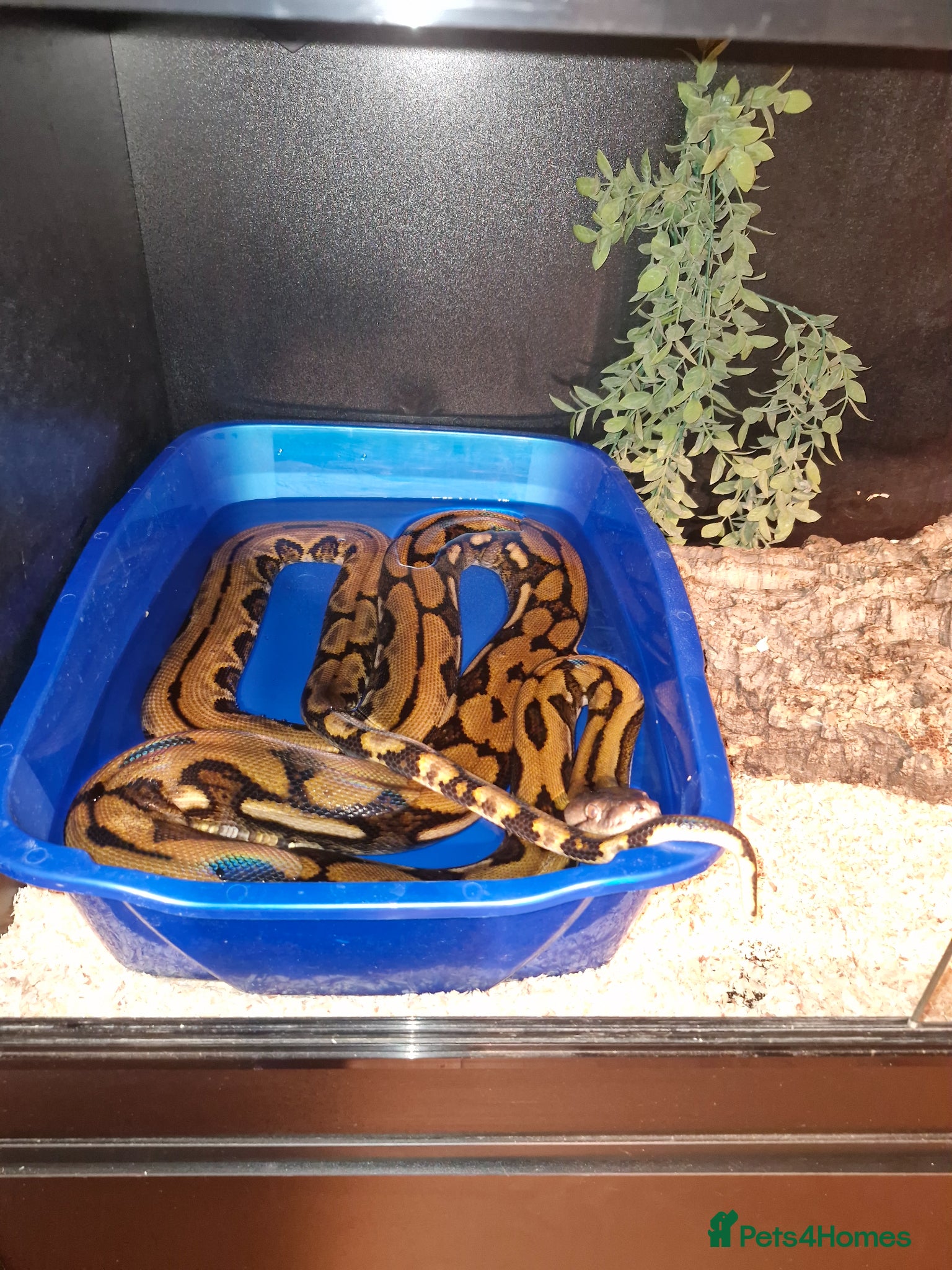 Mixed Breed reptiles Reptiles for sale  - Advert 1