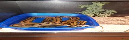 Mixed Breed reptiles for sale: Reptiles for sale  - Advert 4