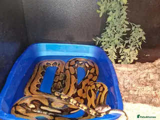 Mixed Breed reptiles Reptiles for sale - Advert 1