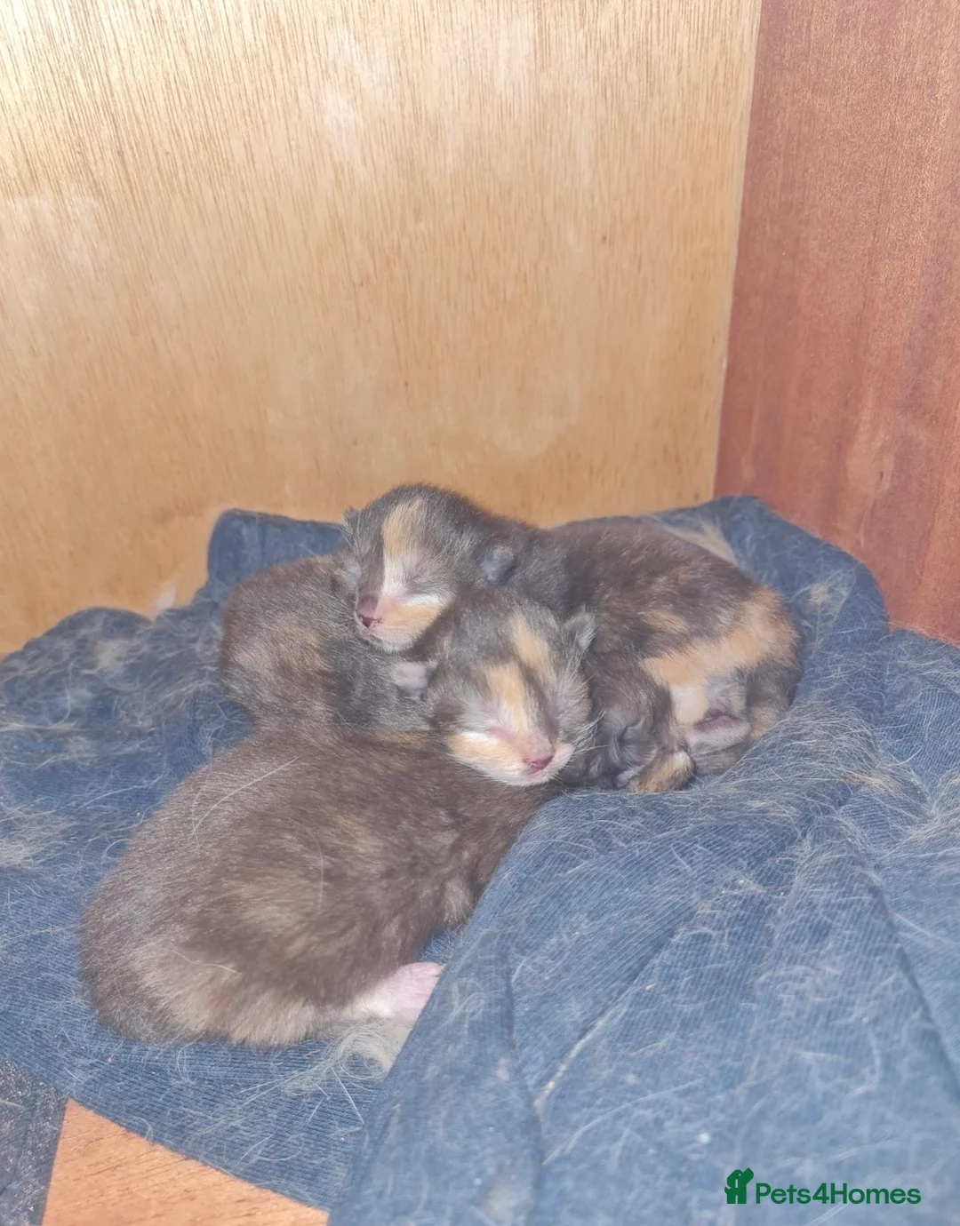 Ragdoll cats for sale: 8 week old male half ragdoll kitten - Advert 2