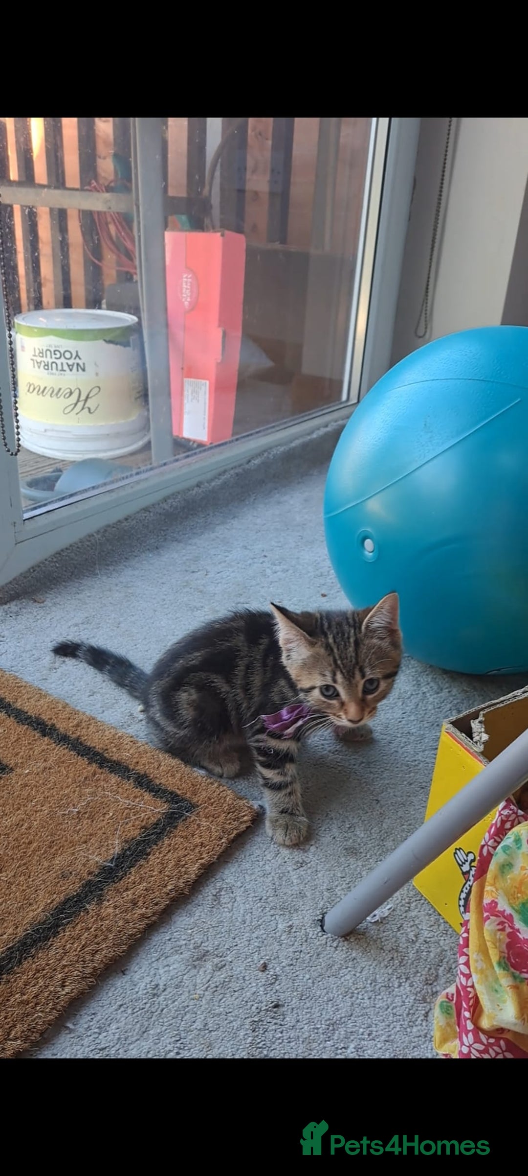 Mixed Breed cats for sale: 5 beautiful kitten ready to go. (Price negotiable) - Image 9