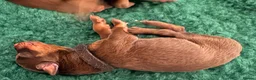 Dobermann dogs for sale: KC Registered Dobermans | 91 Champions in Parents - Advert 12