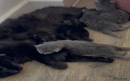Mixed Breed cats for sale: Five beautiful Siberian/Maine Coon kittens - Image 9