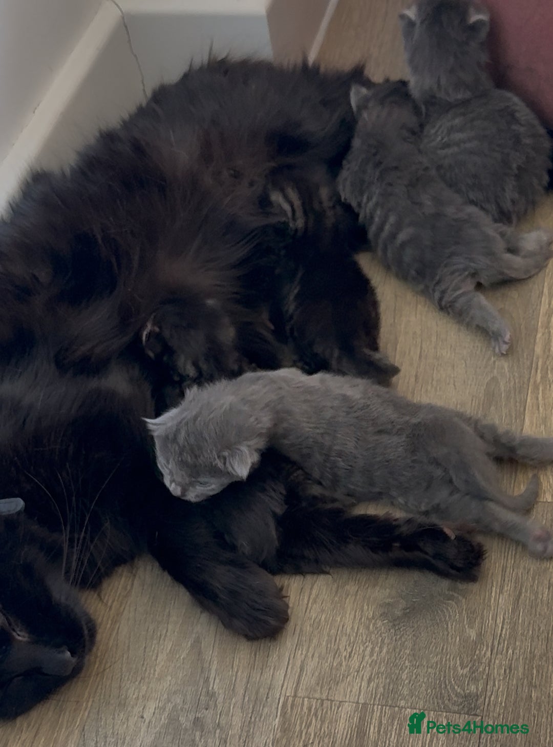 Mixed Breed cats for sale: Five beautiful Siberian/Maine Coon kittens - Image 9