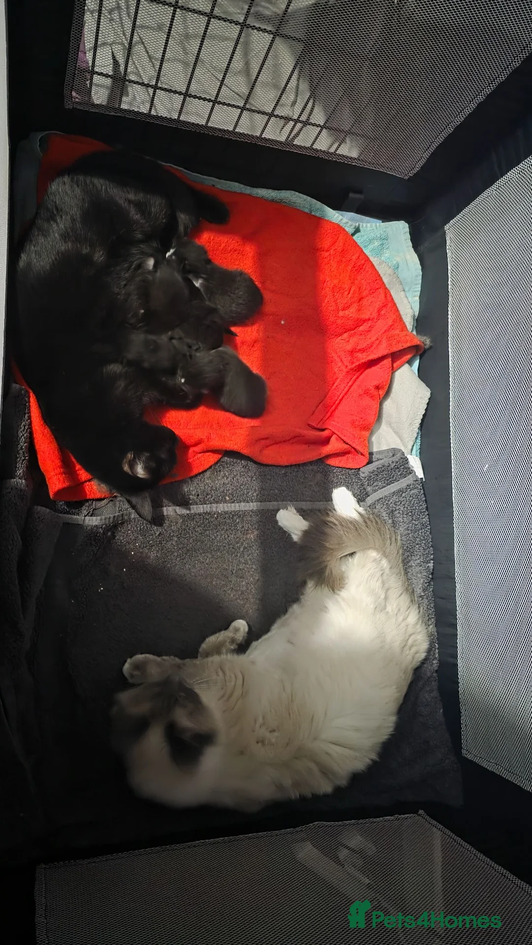 Mixed Breed cats for sale: Ragdoll cross kittens *3 STILL AVAILABLE £250* - Advert 8