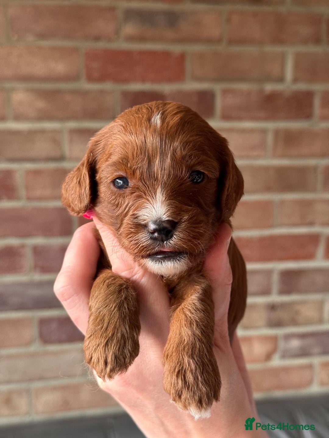 Cavapoo dogs for sale: Cavapoo Puppies-Perfect Family Companions - Advert 9