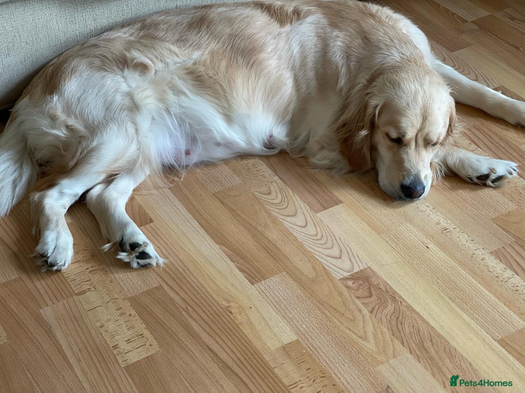Golden Retriever dogs for sale: Quality KC Golden Retriver Puppies - Image 5