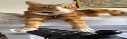 Mixed Breed cats for sale: Marla  - Advert 17