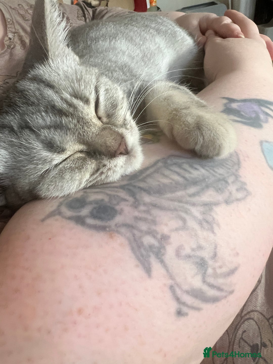 British Shorthair cats for sale: Beautiful silver spotted BSH for sad sale  - Image 6
