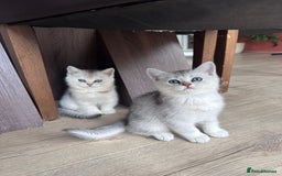 British Shorthair cats for sale: British shorthair silver chinchilla  - Image 10