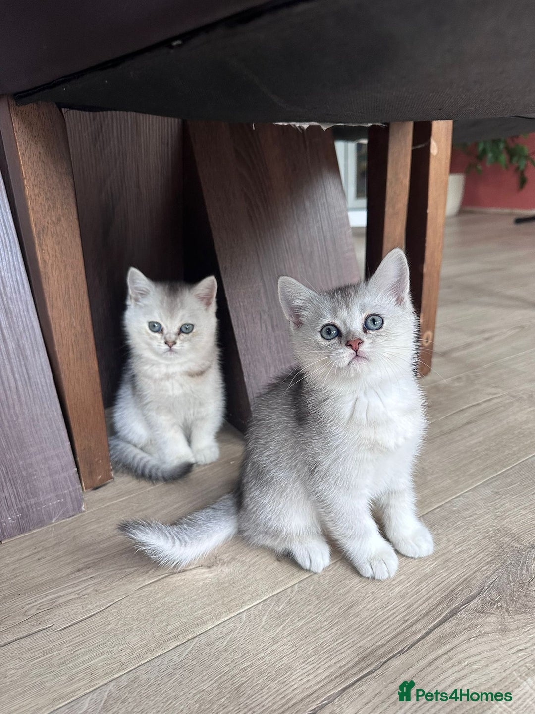 British Shorthair cats for sale: British shorthair silver chinchilla  - Image 10