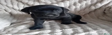 Labrador Retriever 3