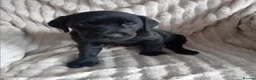 Labrador Retriever dogs for sale: Ready to go now Labrador pups for sale.  - Advert 24