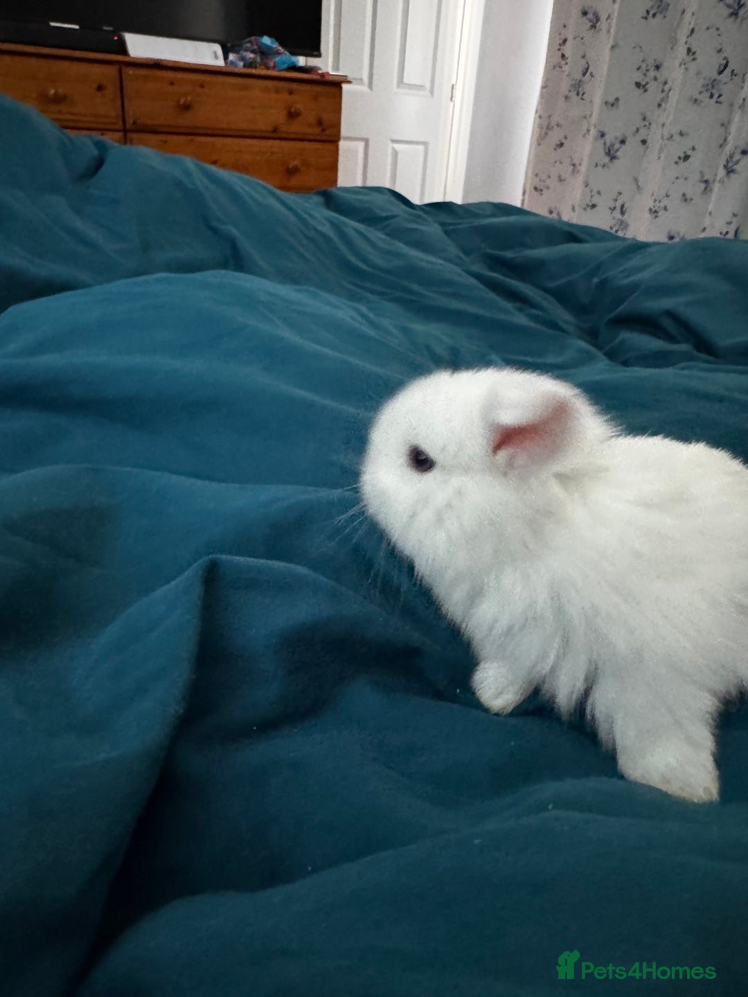Mini Lop rabbits for sale: Mini Lop bunnies for sale  - Advert 31