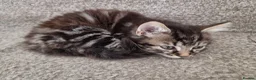 Mixed Breed cats for sale: The Three Musketeers - Advert 7
