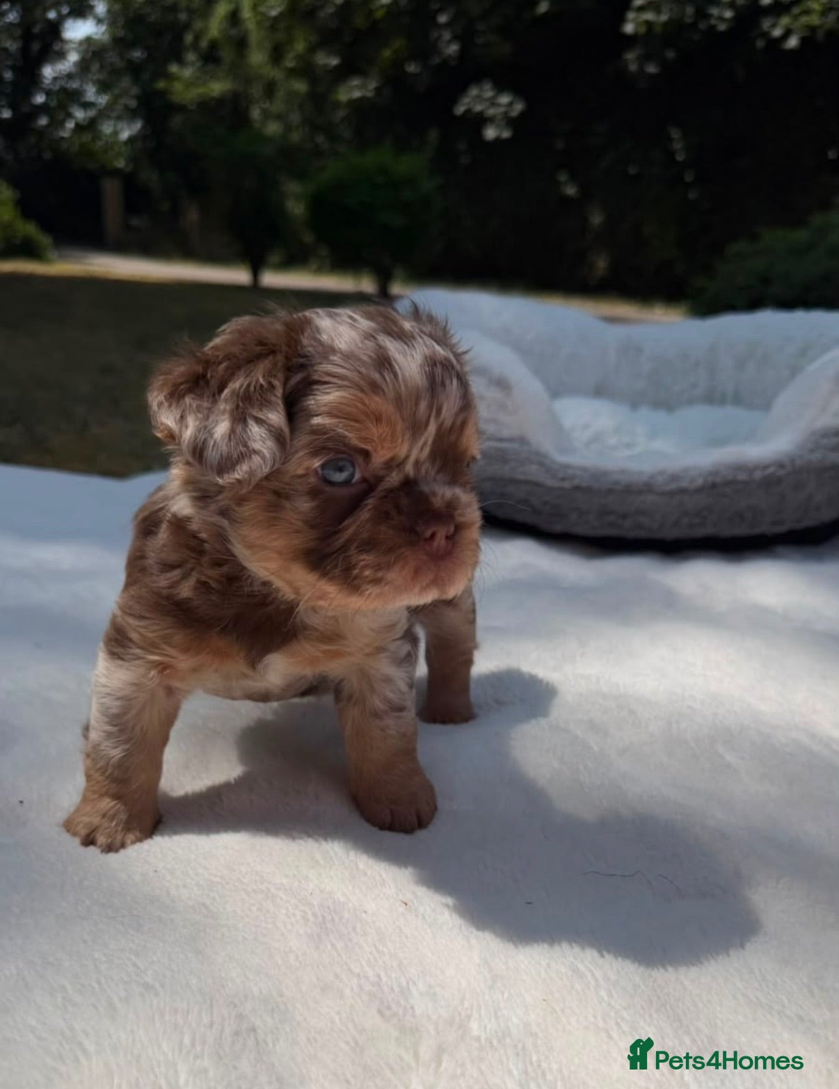 French Bulldog dogs Fluffy French Bull Dogs  - Advert 2