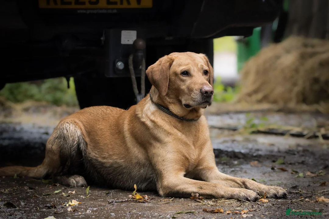 Labrador Retriever dogs for sale: Working Labrador Puppies in Leatherhead - Advert 2