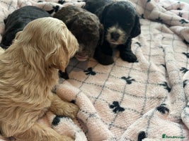 Cavapoo dogs - Advert 4