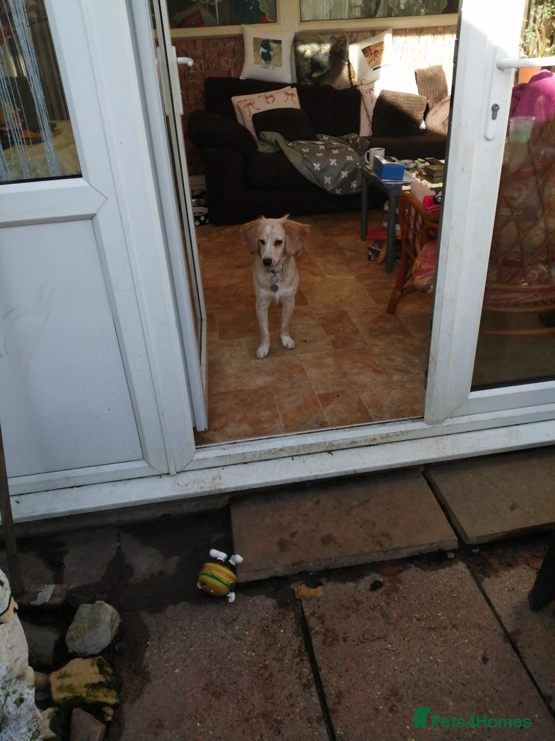 Mixed Breed dogs for sale: 7month boy golden retriever spaniel sam - Image 12