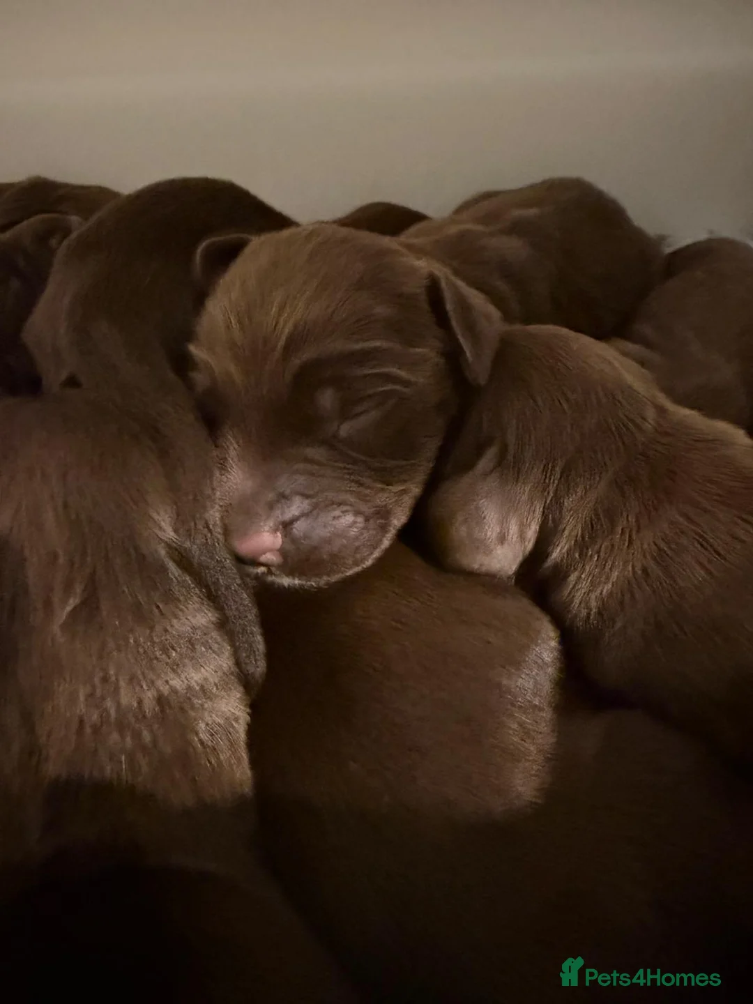 Sprocker dogs for sale: 5* F1 Sprocker Puppies - Advert 2