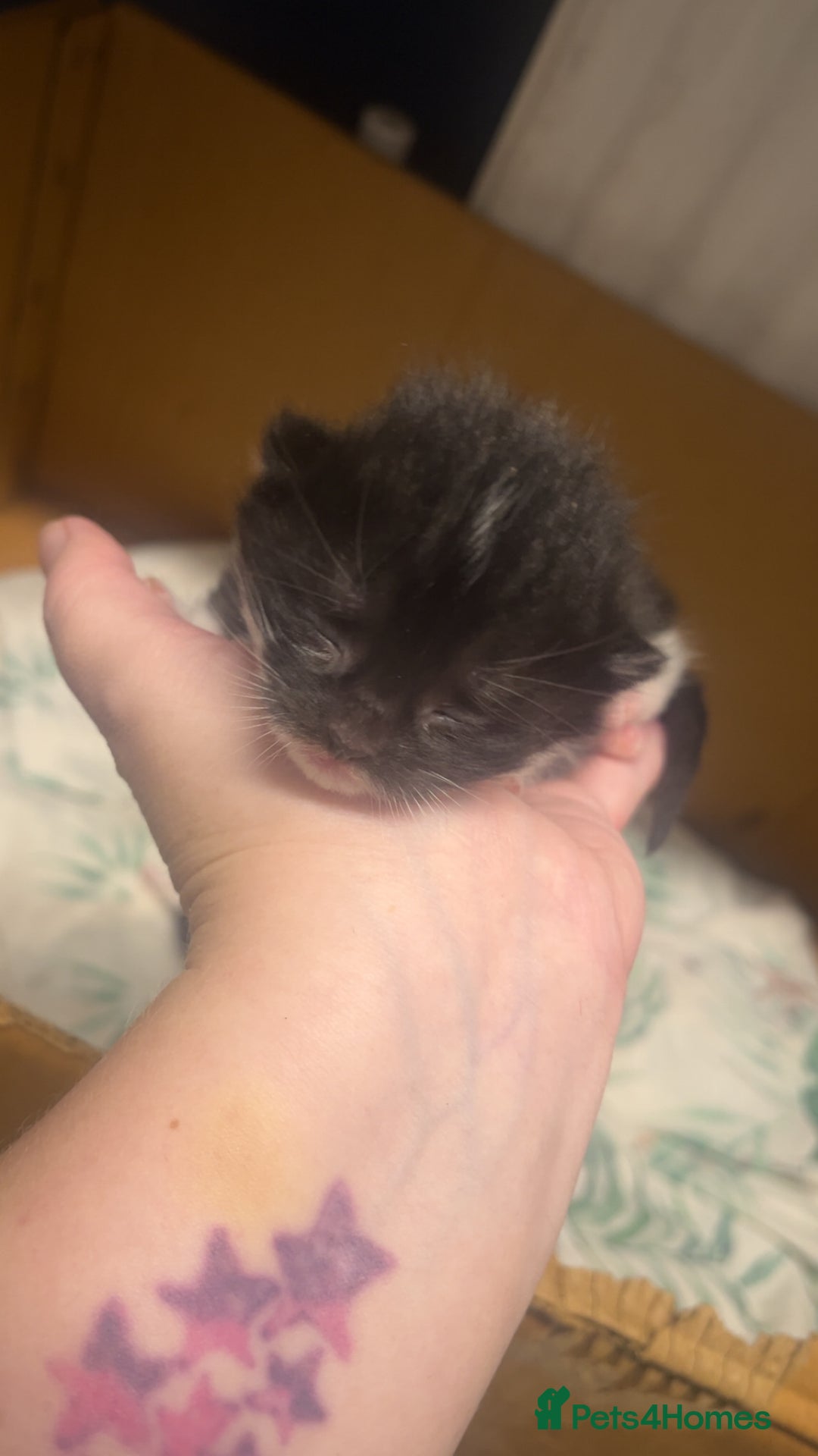 Mixed Breed cats for sale: 2 male kittens  - Advert 13