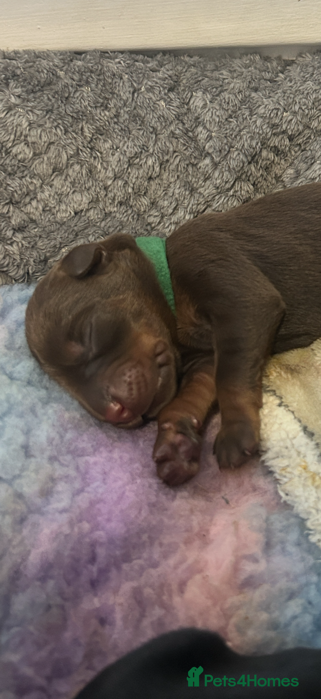 Dobermann dogs for sale: Stunning Top/Best Bloodline Dobermanns For Sale* - Advert 29