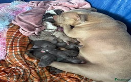 American Bully dogs for sale: ABKC pocket bully - Image 9