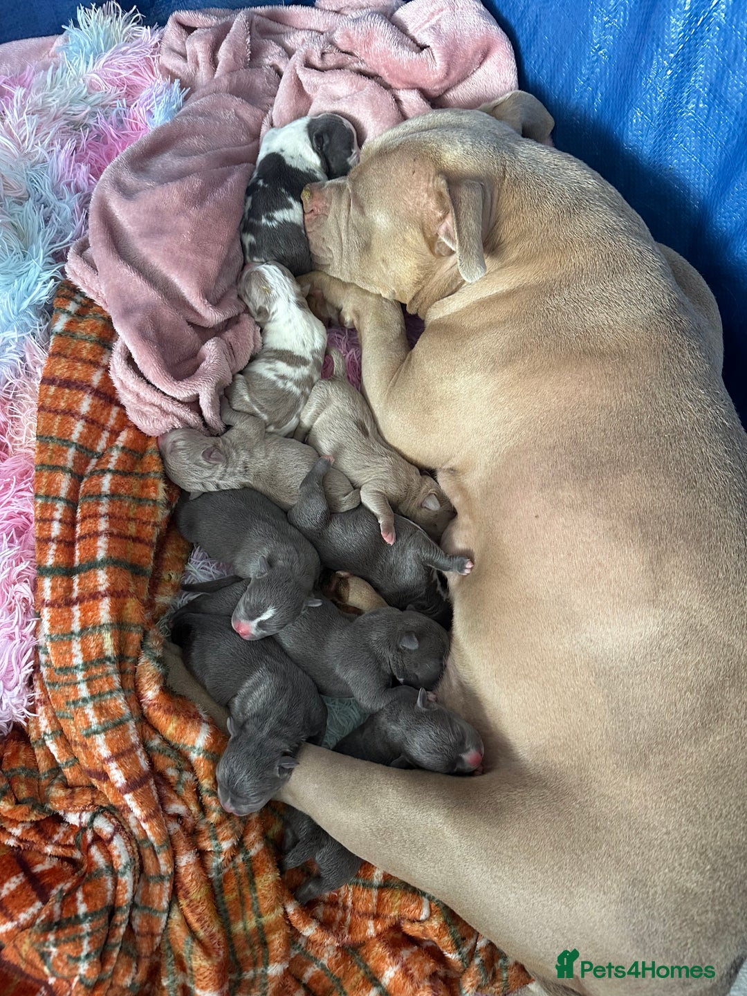American Bully dogs for sale: ABKC pocket bully - Image 9