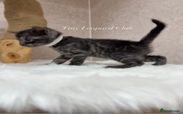 Bengal cats for sale: International Championship, Full Pedigree Bengals - Image 12