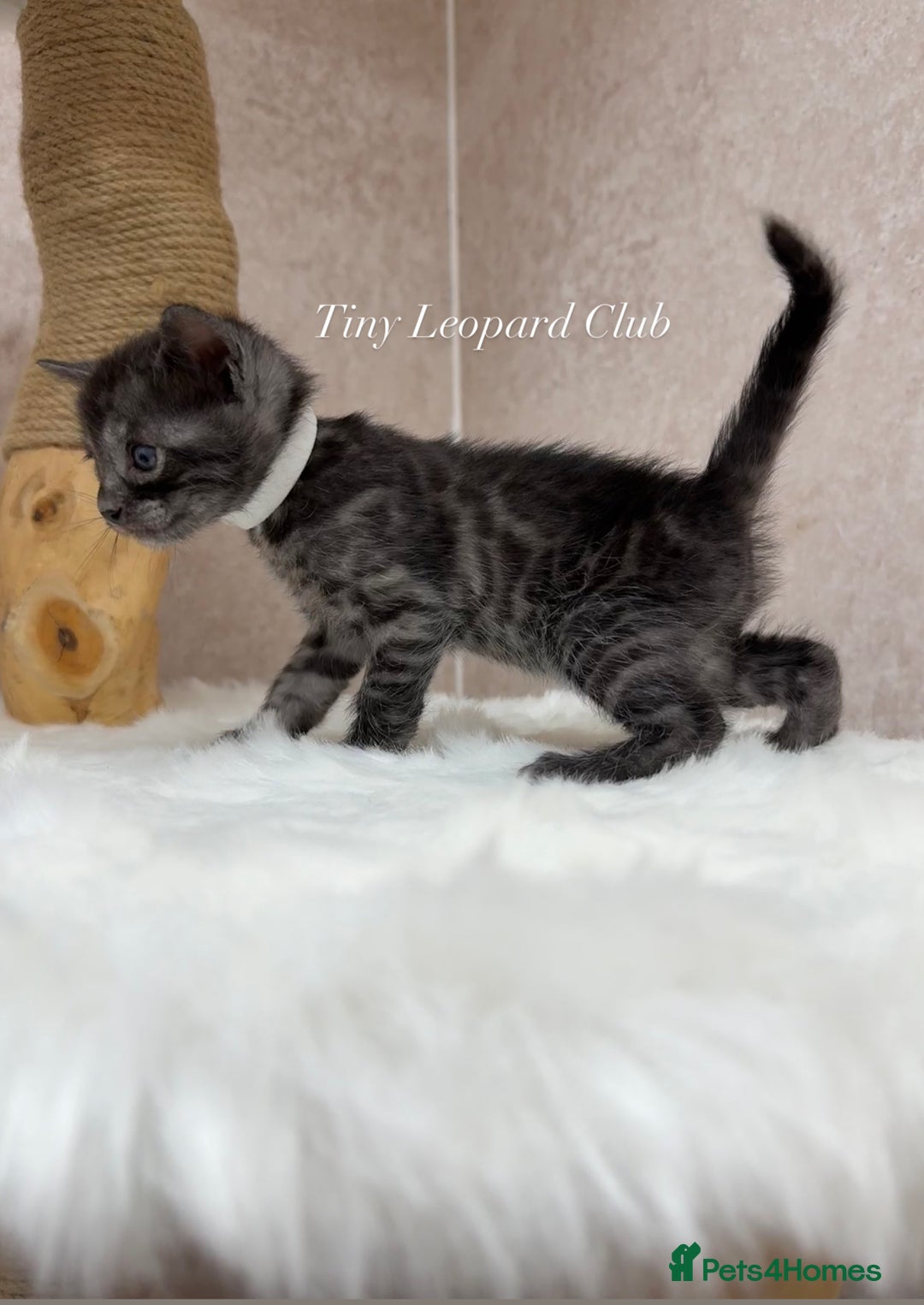 Bengal cats for sale: International Championship, Full Pedigree Bengals - Image 12