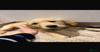 Golden Retriever dogs - Advert 4