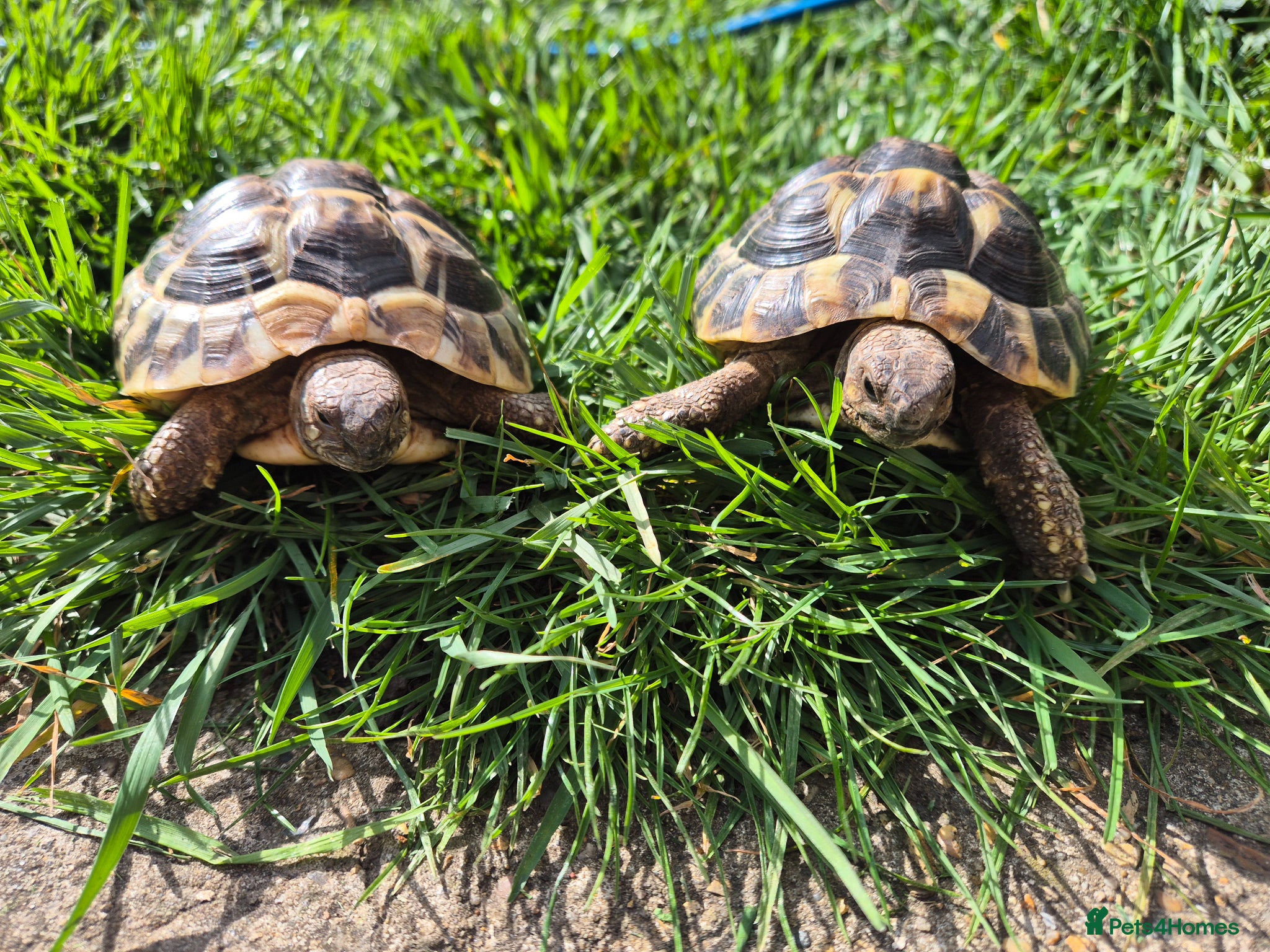 Hermann Tortoise reptiles A pair of hermann tortoises  - Advert 1